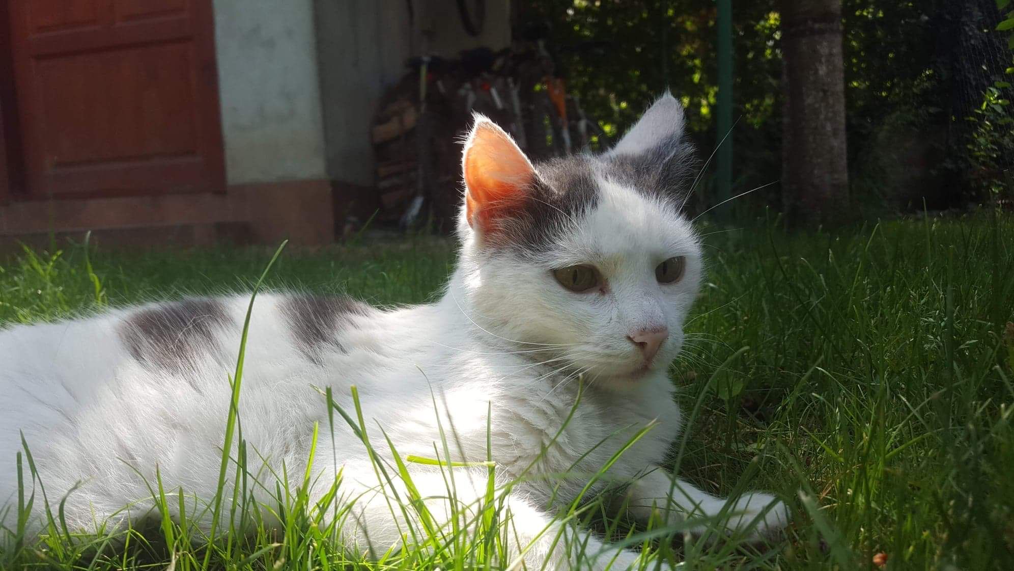 Imagine suplimentară